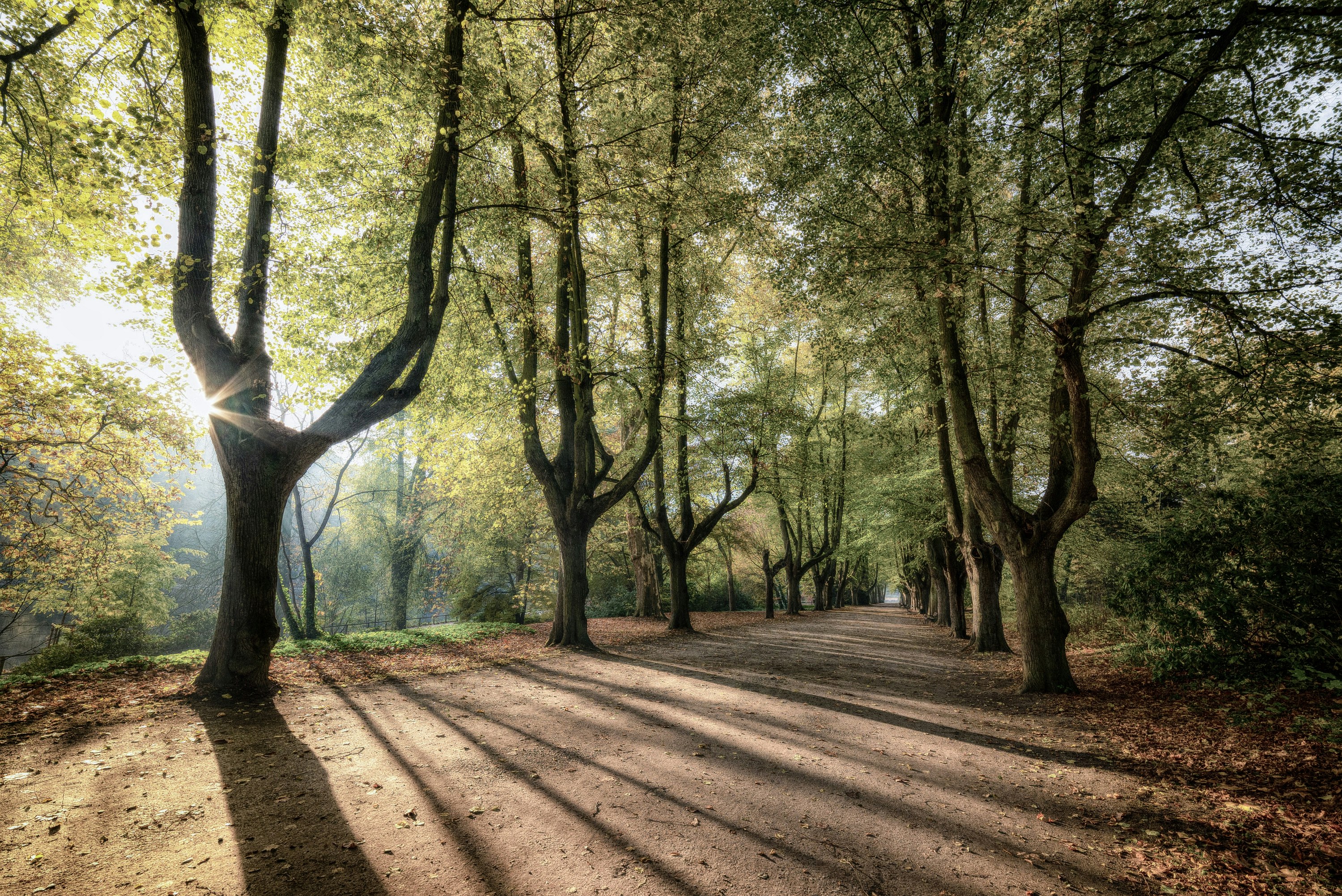 brown pathway surrounded by trees